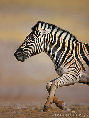 Pawing Zebra